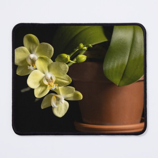 Item preview, Phalaenopsis orchid designed and sold by nammo.