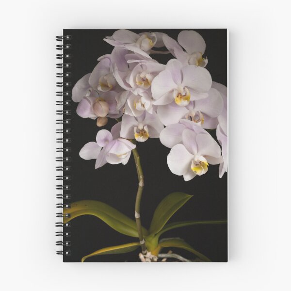 Item preview, Phalaenopsis orchid designed and sold by nammo.