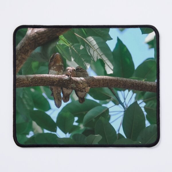 Item preview, Family of Gould's frogmouth designed and sold by tanavi01.