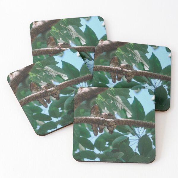 Item preview, Family of Gould's frogmouth designed and sold by tanavi01.
