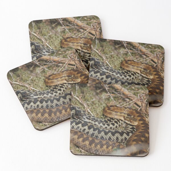 Item preview, Male & Female Adders - Vipera berus designed and sold by Christian Moss.
