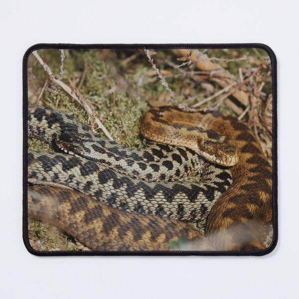 Item preview, Male & Female Adders - Vipera berus designed and sold by Christian Moss.