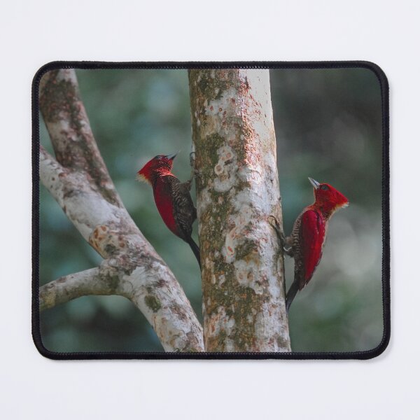 Item preview, Couple of Banded woodpecker designed and sold by tanavi01.