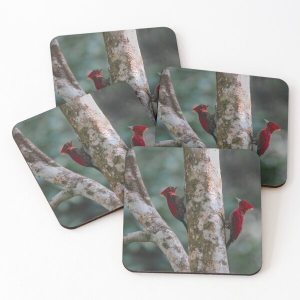 Item preview, Couple of Banded woodpecker designed and sold by tanavi01.