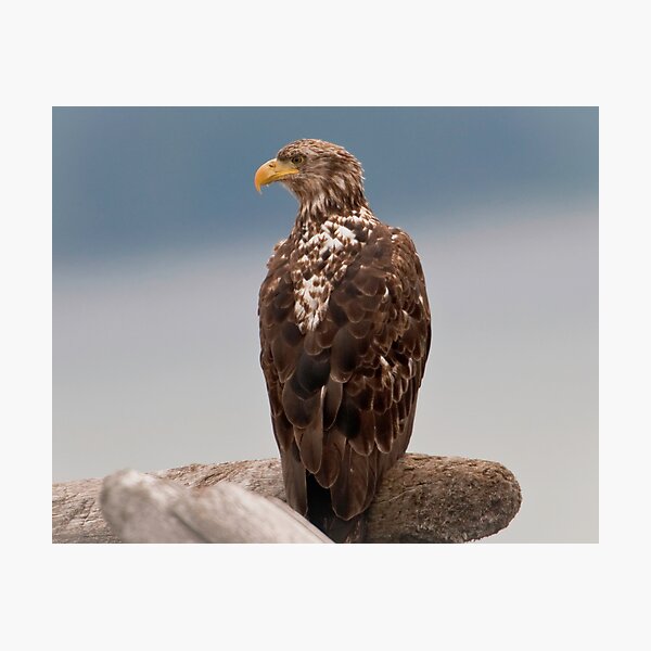Item preview, Portrait of a Young Eagle designed and sold by David Friederich.