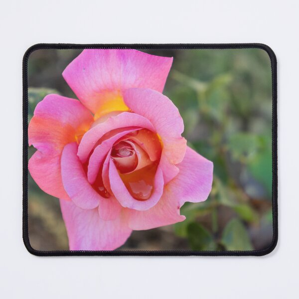 Item preview, Rose designed and sold by Allport Photography.