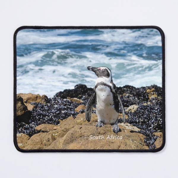 Item preview, South Africa penguin alone at the beach at the nature reserve in Langebaan waiting for his friends. designed and sold by Faith Based Decor .