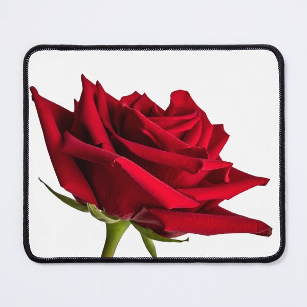 Item preview, THE ROSE ON WHITE designed and sold by linda-kasian art photography.