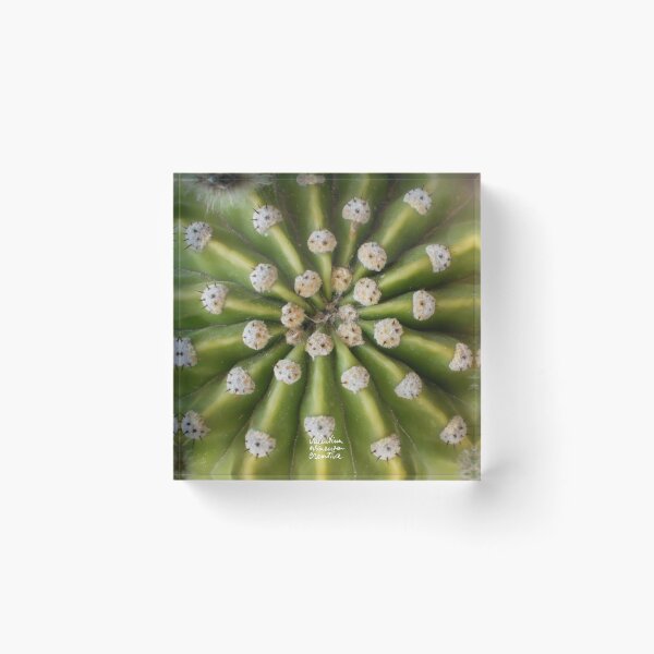 Item preview, Echinocactus plant photography designed and sold by ValentinaAssenza.