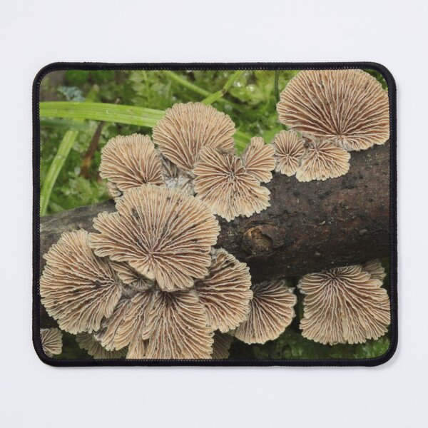 Item preview, Splitgill Mushroom (Schizophyllum) Cluster designed and sold by WolfNoodles.
