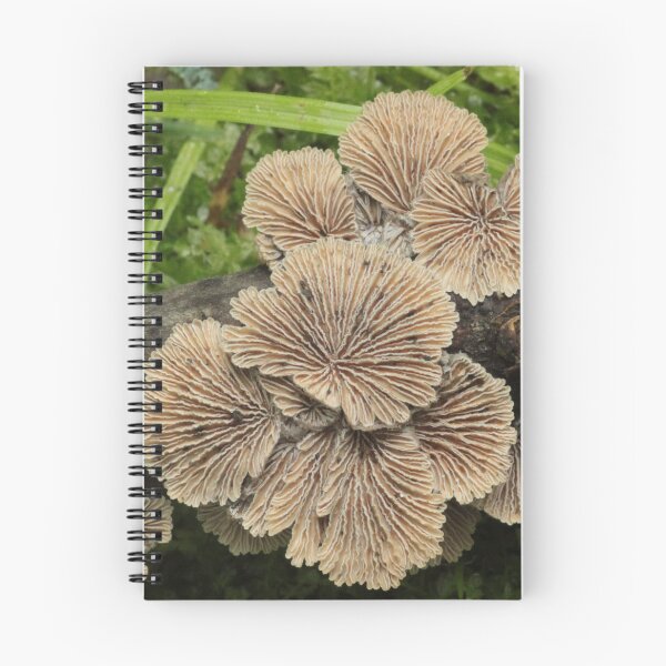 Item preview, Splitgill Mushroom (Schizophyllum) Cluster designed and sold by WolfNoodles.