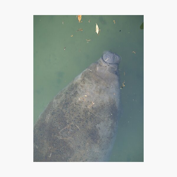 Artikelvorschau, Manatee at Blue Springs entworfen und verkauft von twinmoon.