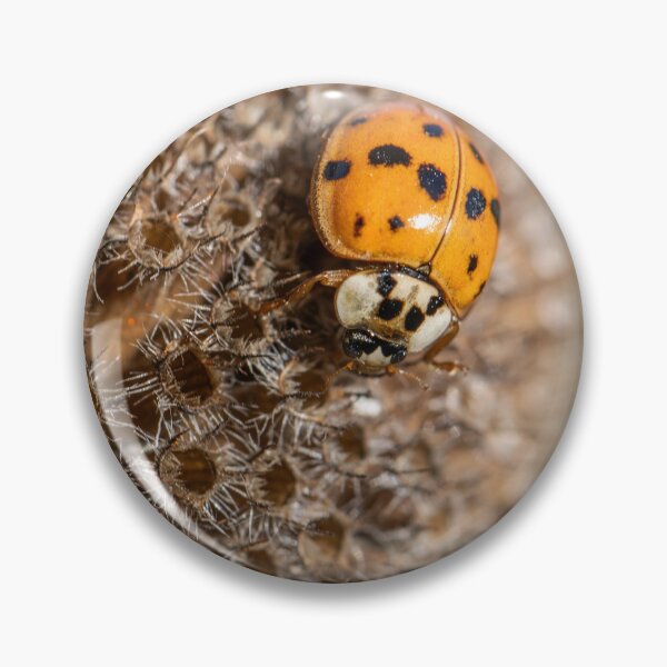 Item preview, Lady bug on dried fall flower designed and sold by Stephanie SD3 Creative.