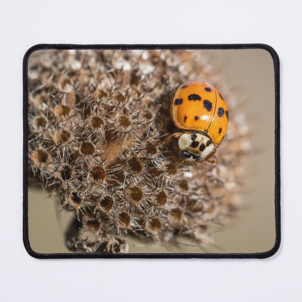 Item preview, Lady bug on dried fall flower designed and sold by Stephanie SD3 Creative.