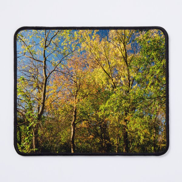 Item preview, Autumn colours bringing a forest glade to life designed and sold by Joel Bader.