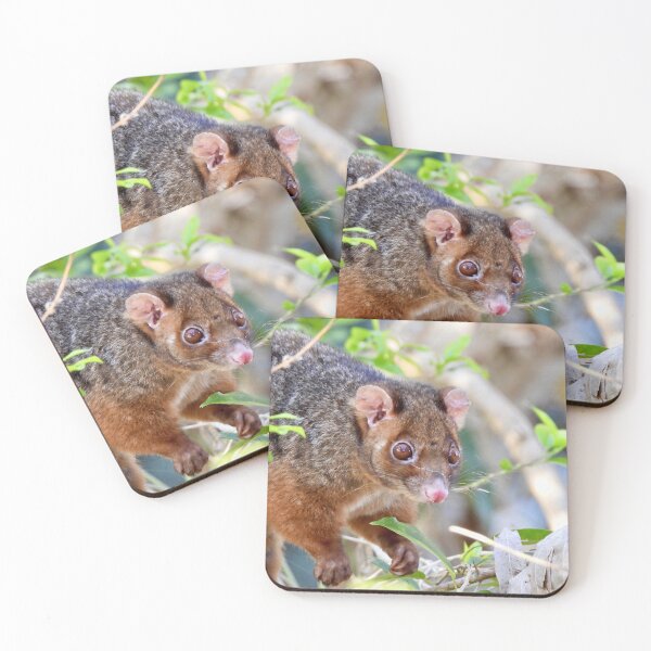 Item preview, Possum at Arkarra Lagoons designed and sold by Mark Grimsley.