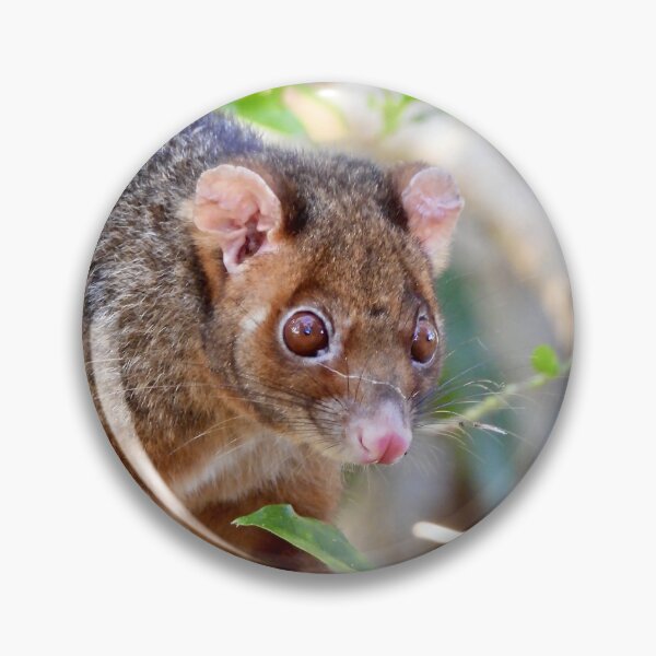 Item preview, Possum at Arkarra Lagoons designed and sold by Mark Grimsley.