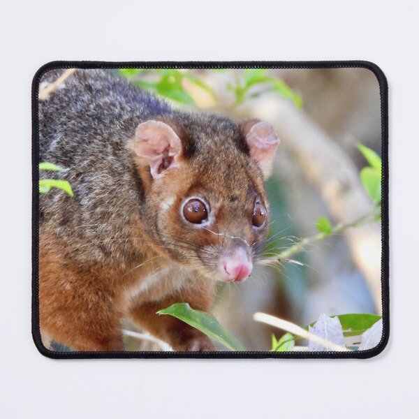 Item preview, Possum at Arkarra Lagoons designed and sold by Mark Grimsley.