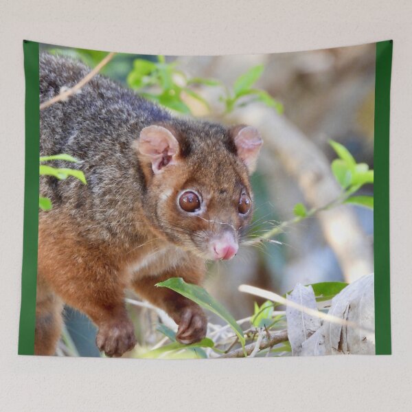 Item preview, Possum at Arkarra Lagoons designed and sold by Mark Grimsley.