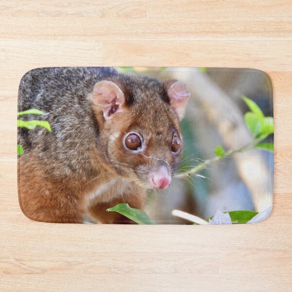 Item preview, Possum at Arkarra Lagoons designed and sold by Mark Grimsley.