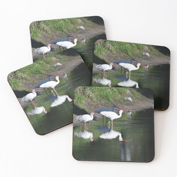 Item preview, Ibis enjoying a drink designed and sold by Glennphotos.