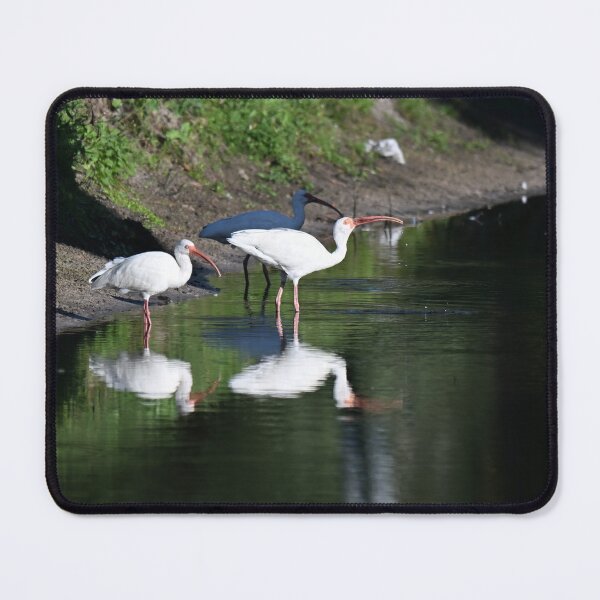 Item preview, Ibis enjoying a drink designed and sold by Glennphotos.