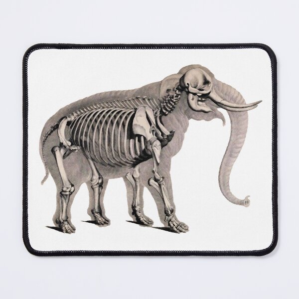 Item preview, Elephant and its skeleton designed and sold by Javotte Art / Gab Dessine.