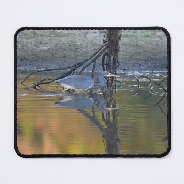 Item preview, Tri-colored Heron poised to strike designed and sold by Glennphotos.