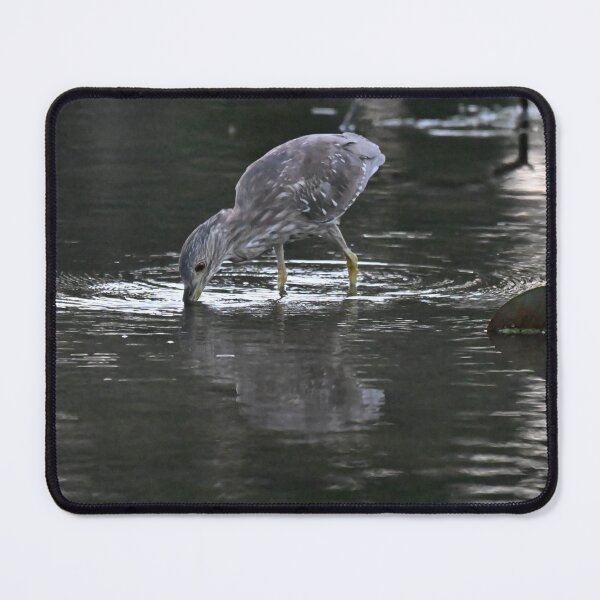Item preview, Juvenile Night Heron designed and sold by Glennphotos.