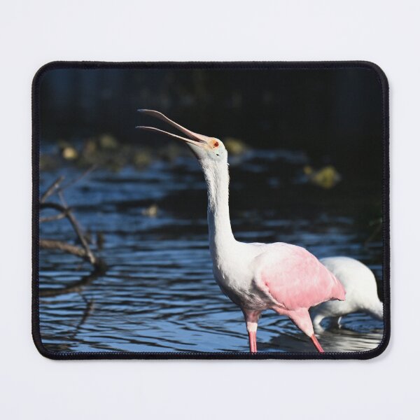 Item preview, Roseate Spoonbill designed and sold by Glennphotos.