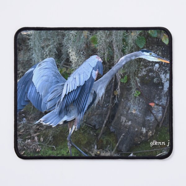 Item preview, Great Blue Heron spreads its wings designed and sold by Glennphotos.