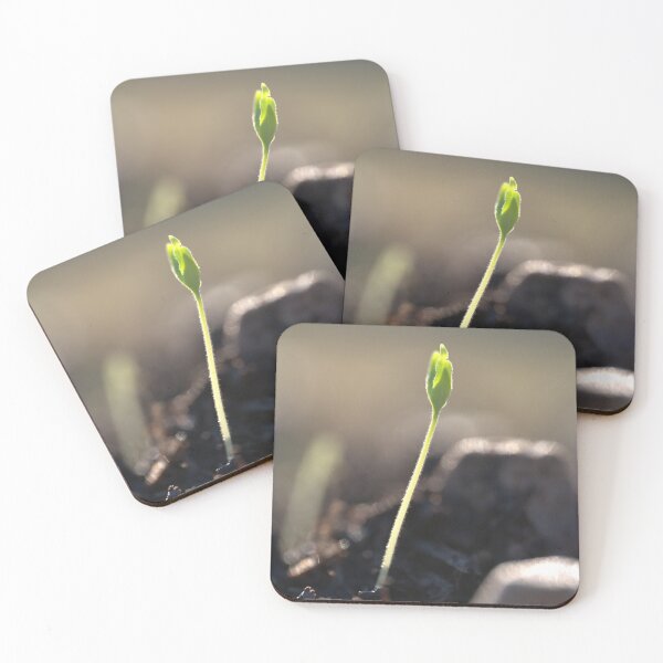 Item preview, Tomato Seedling with Leaves Emerging from Fuzzy Stem designed and sold by Petalgrain.