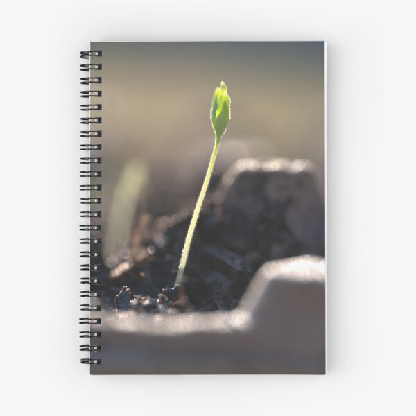 Item preview, Tomato Seedling with Leaves Emerging from Fuzzy Stem designed and sold by Petalgrain.