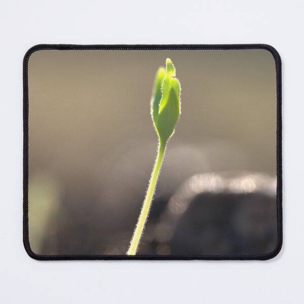 Item preview, Tomato Seedling with Leaves Emerging from Fuzzy Stem designed and sold by Petalgrain.