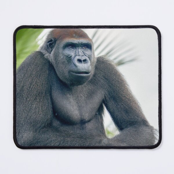 Item preview, Curious Gorilla Standing Tall designed and sold by rawshutterbug.