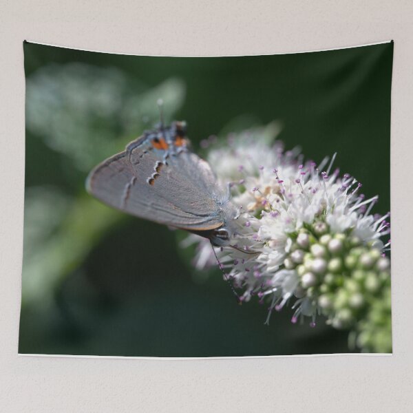 Item preview, Gray Hairstreak Butterfly Nectaring on Mint - Angled View designed and sold by Petalgrain.