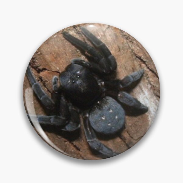 Item preview, Velvet Spider (Eresidae) designed and sold by Maree Clarkson .