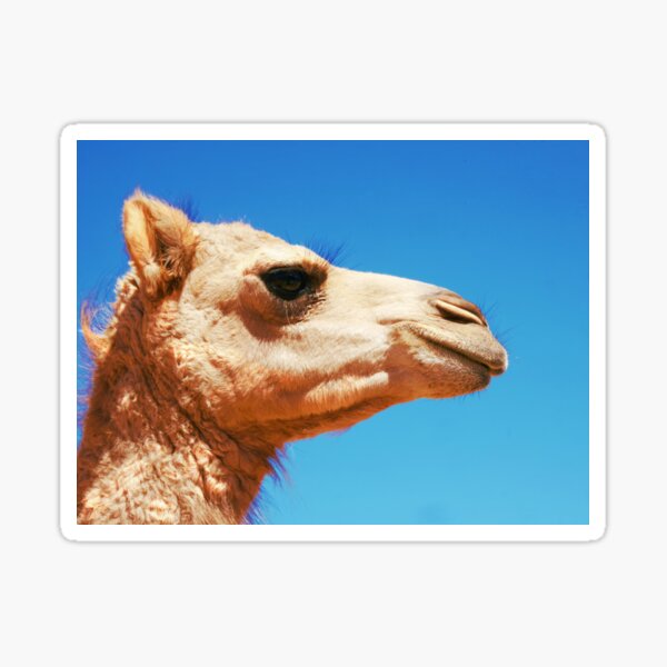 Item preview, Camel of the Desert designed and sold by Lexa Harpell.