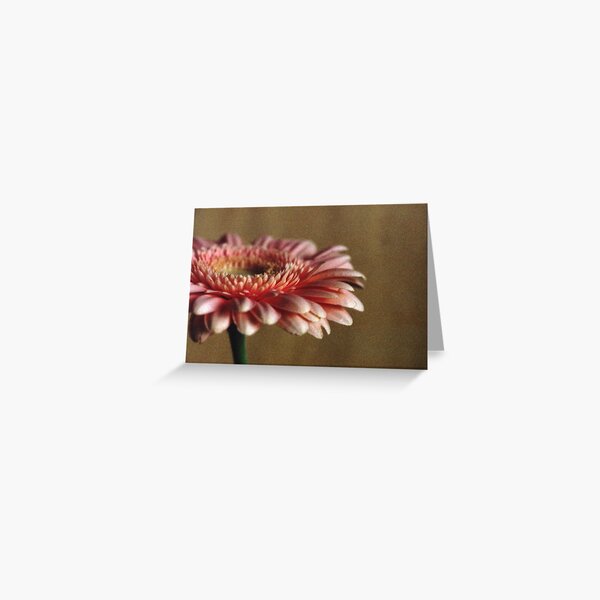 Soft Flower Petals Greeting Card
