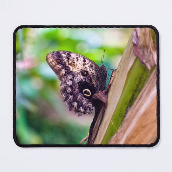 Item preview, Giant Owl Butterfly designed and sold by JeanKellyPhoto.