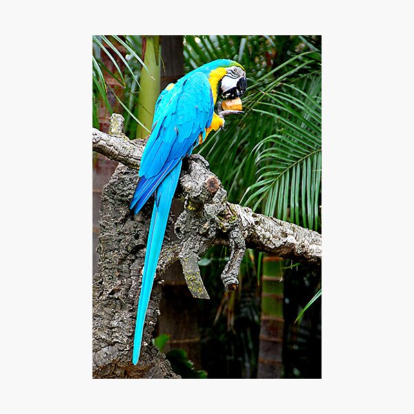 Item preview, Macaw designed and sold by patapping.