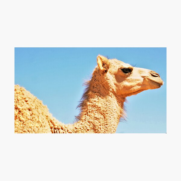 Item preview, Camel of the Desert 3 designed and sold by Lexa Harpell.
