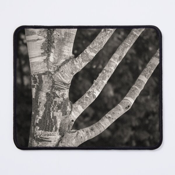 Item preview, Burghley Birch Tree designed and sold by David Bowman.