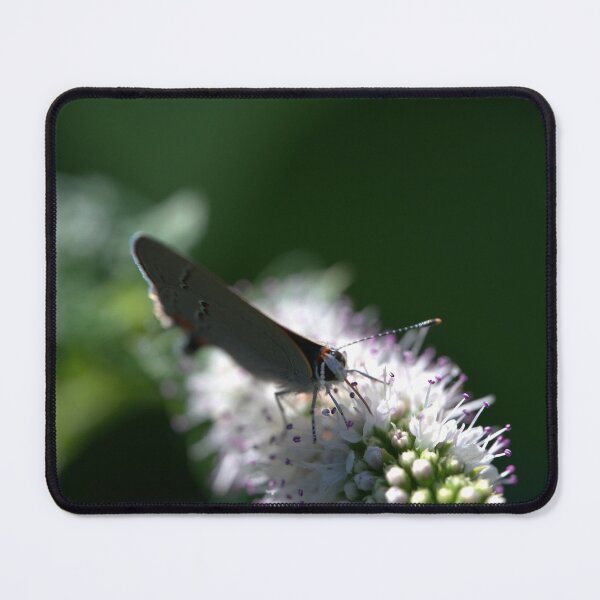 Item preview, Hairstreak Butterfly Head in the Sunlight (Closeup) designed and sold by Petalgrain.