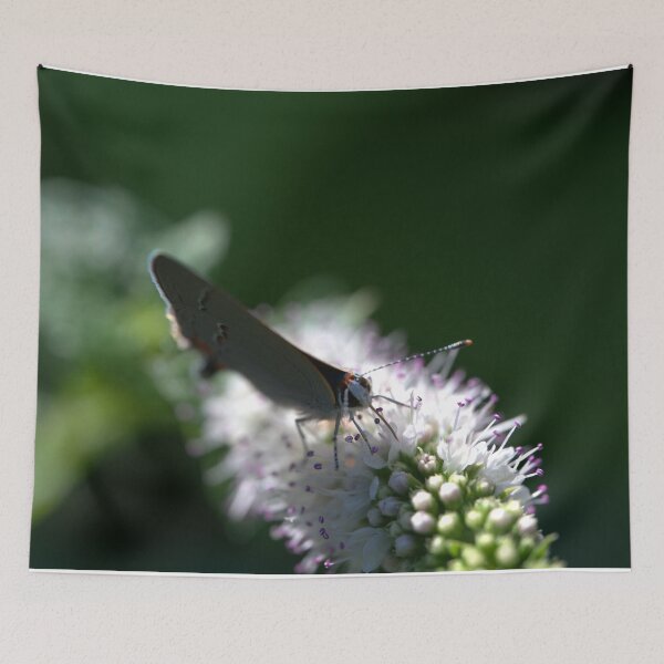 Item preview, Hairstreak Butterfly Head in the Sunlight (Closeup) designed and sold by Petalgrain.