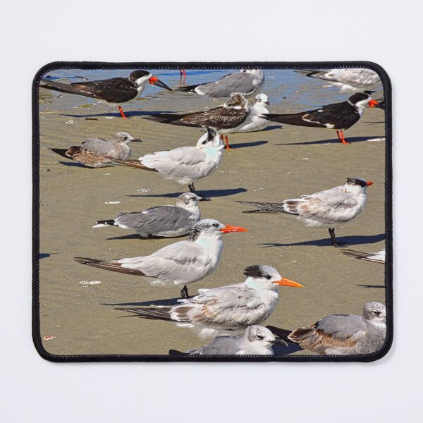 Item preview, Seagulls and Terns on Hilton Head Island designed and sold by LisaWootenPhoto.