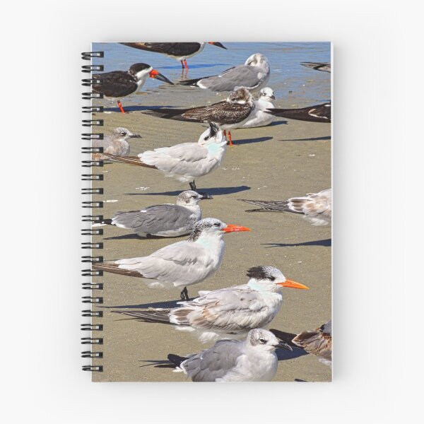 Item preview, Seagulls and Terns on Hilton Head Island designed and sold by LisaWootenPhoto.