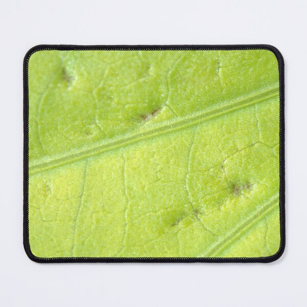 Item preview, Ornamental Chartreuse Sweet Potato Leaf Closeup designed and sold by Petalgrain.