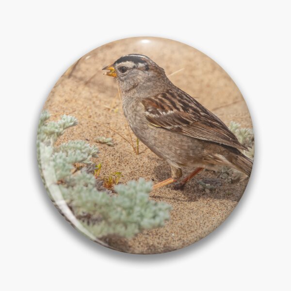 Item preview, White-crowned Sparrow on Sandy Ground designed and sold by jvnimages.