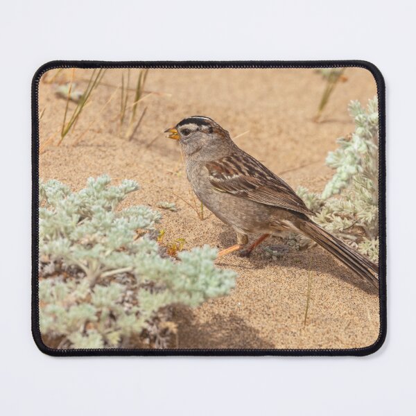 Item preview, White-crowned Sparrow on Sandy Ground designed and sold by jvnimages.